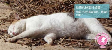 貓咪死掉怎麼處理|【動物毛孩】如何處理動物屍體？｜遇到寵物死亡或流 